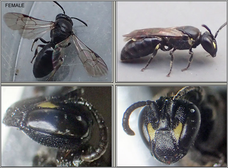 Hylaeus confusus, White-jawed Yellow-face