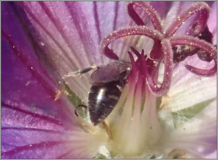 Hylaeus confusus, White-jawed Yellow-face