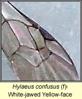 Hylaeus confusus, White-jawed Yellow-face