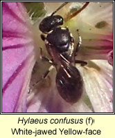Hylaeus confusus, White-jawed Yellow-face