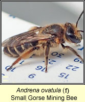 Andrena ovatula, Small Gorse Mining Bee