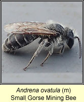 Andrena ovatula, Small Gorse Mining Bee