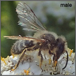 Andrena ovatula, Small Gorse Mining Bee