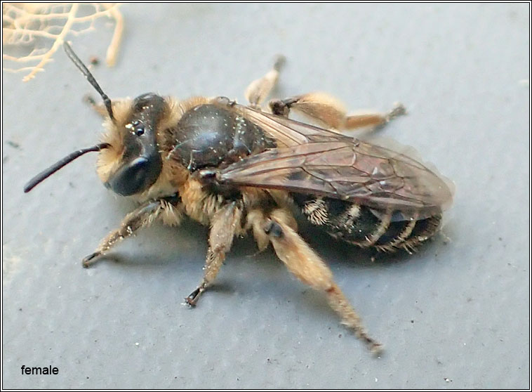 Andrena ovatula, Small Gorse Mining Bee