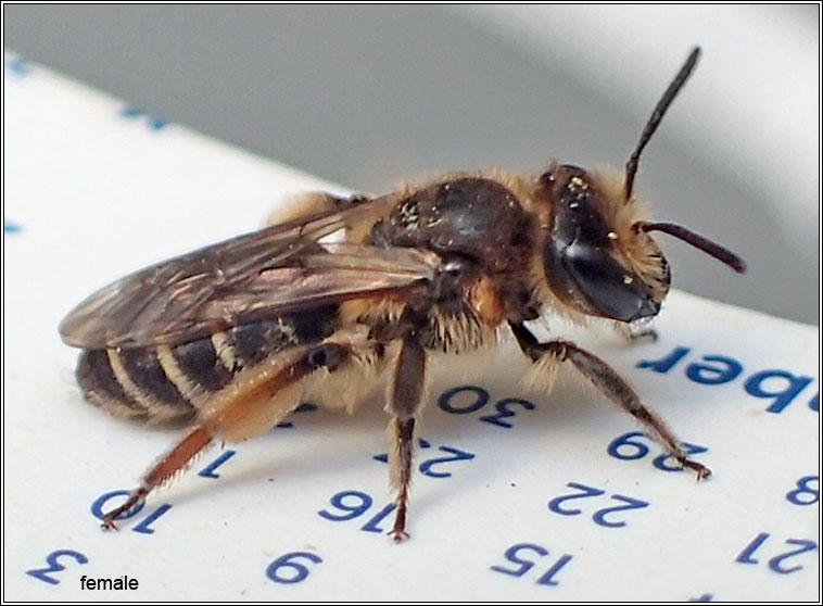 Andrena ovatula, Small Gorse Mining Bee