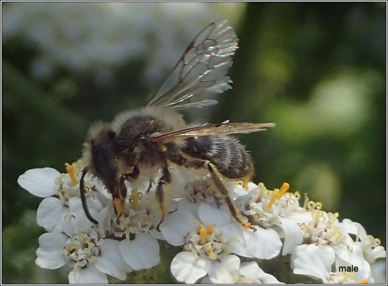 Andrena ovatula, Small Gorse Mining Bee