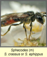 Sphecodes crassus or ephippus