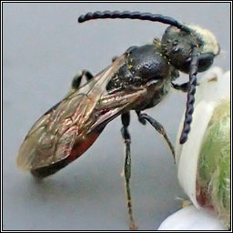 Sphecodes crassus or ephippus