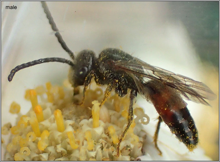 Sphecodes crassus or ephippus