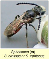 Sphecodes crassus or ephippus