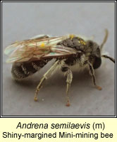 Andrena semilaevis, Shiny-margined mini-mining bee