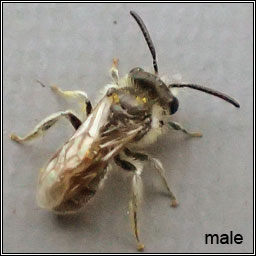 Andrena semilaevis, Shiny-margined Mini-mining bee