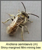 Andrena semilaevis, Shiny-margined mini-mining bee