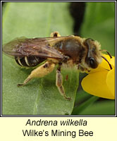 Andrena wilkella, Wilke's Mining Bee