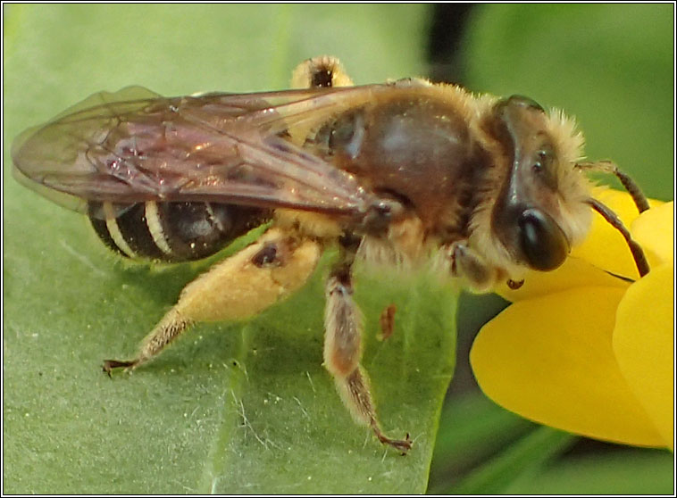 Andrena wilkella, Wilke's Mining Bee