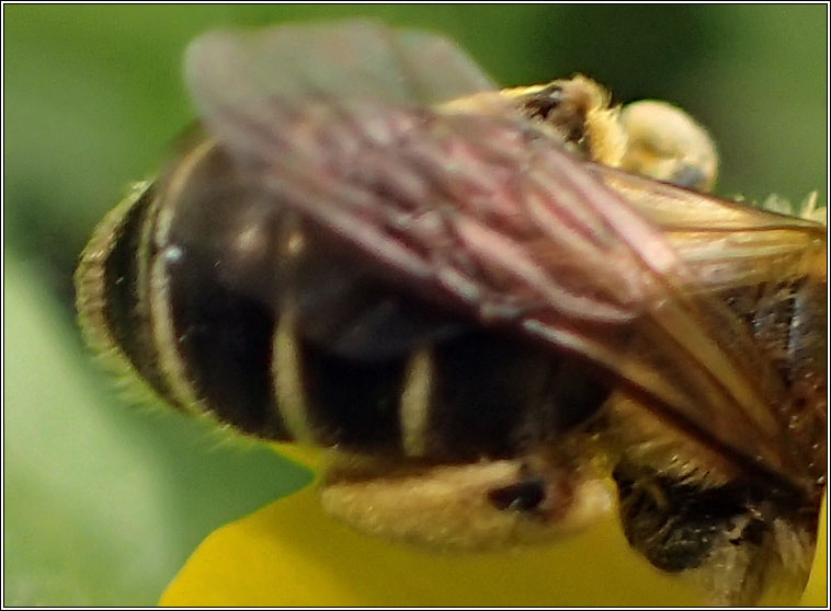 Andrena wilkella, Wilke's Mining Bee