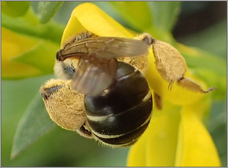 Andrena wilkella, Wilke's Mining Bee