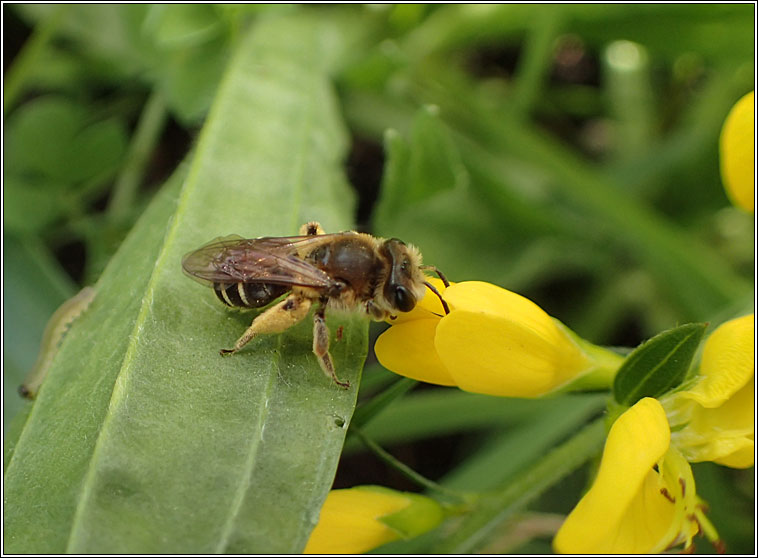 Andrena wilkella, Wilke's Mining Bee