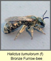 Halictus tumulorum, Bronze Furrow-bee