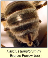 Halictus tumulorum, Bronze Furrow-bee