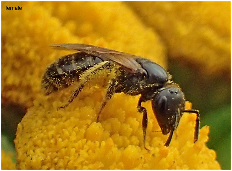 Halictus tumulorum, Bronze Furrow-bee