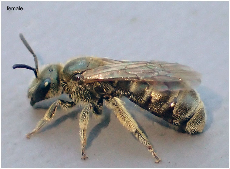 Halictus tumulorum, Bronze Furrow-bee