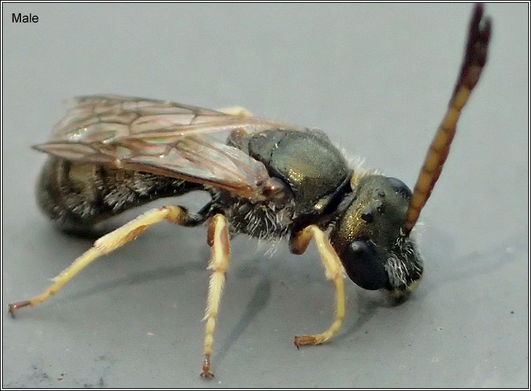 Halictus tumulorum, Bronze Furrow-bee