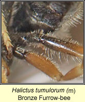 Halictus tumulorum, Bronze Furrow-bee