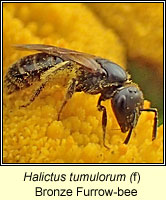 Halictus tumulorum, Bronze Furrow-bee