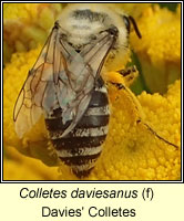 Colletes daviesanus, Davies' Colletes