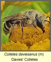 Colletes daviesanus, Davies' Colletes