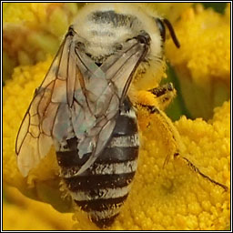 Colletes daviesanus, Davies' Colletes