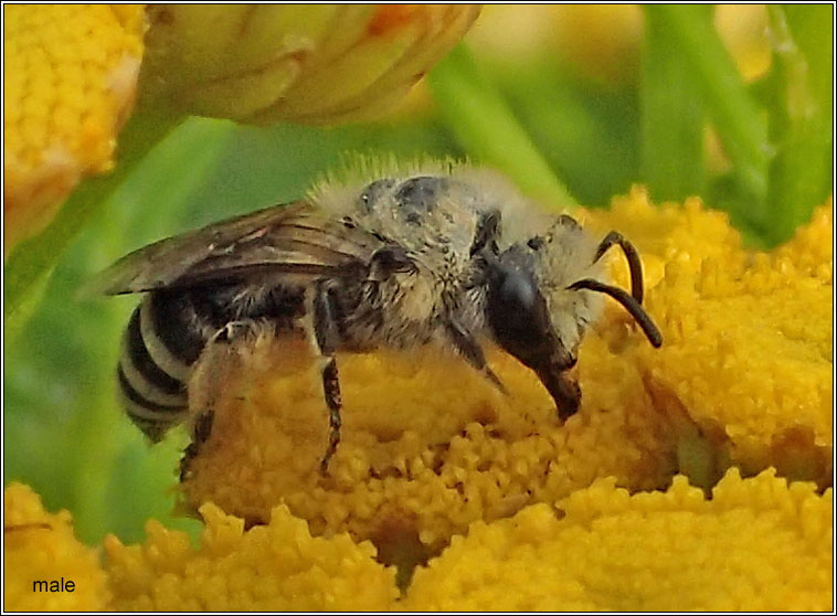 Colletes daviesanus, Davies' Colletes