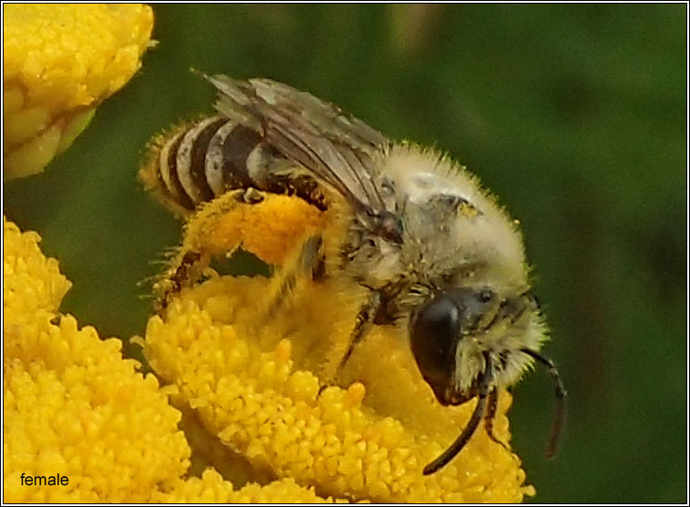 Colletes daviesanus, Davies' Colletes