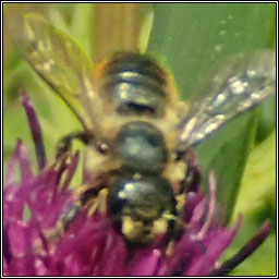 Megachile sp