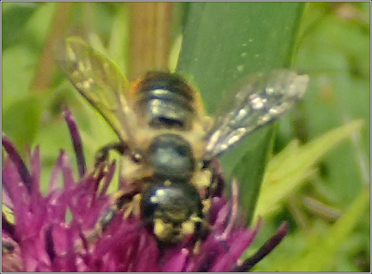 Megachile sp