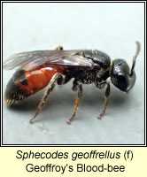 Sphecodes geoffrellus, Geoffroy's Blood-bee