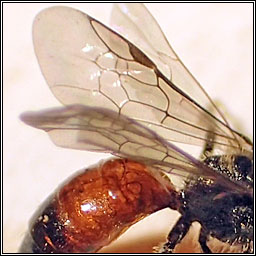 Sphecodes geoffrellus, Geoffroy's Blood-bee