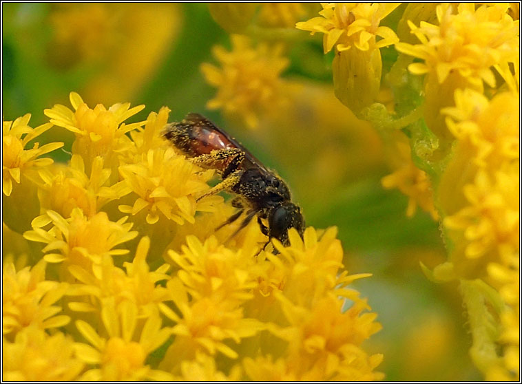 Sphecodes geoffrellus, Geoffroy's Blood-bee