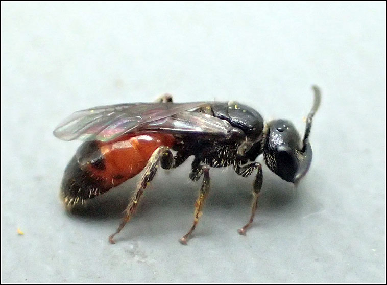 Sphecodes geoffrellus, Geoffroy's Blood-bee