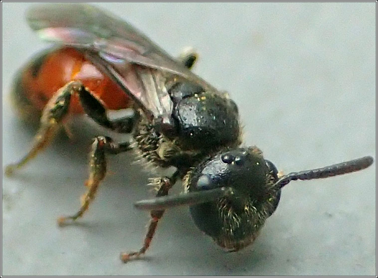 Sphecodes geoffrellus, Geoffroy's Blood-bee