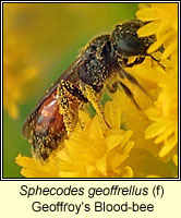 Sphecodes geoffrellus, Geoffroy's Blood-bee