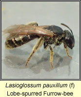 Lasioglossum pauxillum, Lobe-spurred Furrow-bee