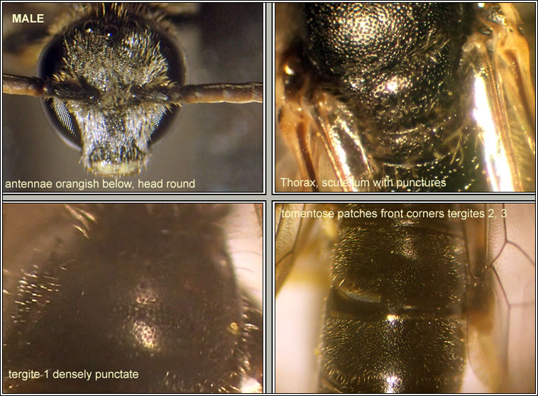 Lasioglossum pauxillum, Lobe-spurred Furrow-bee