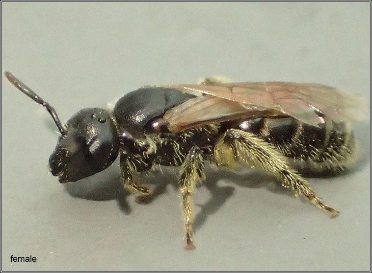 Lasioglossum pauxillum, Lobe-spurred Furrow-bee