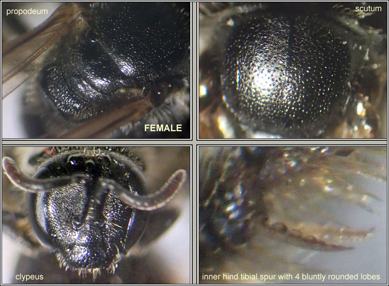 Lasioglossum pauxillum, Lobe-spurred Furrow-bee