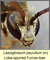 Lasioglossum pauxillum, Lobe-spurred Furrow-bee