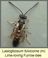 Lasioglossum fulvicorne, Lime-loving Furrow-bee