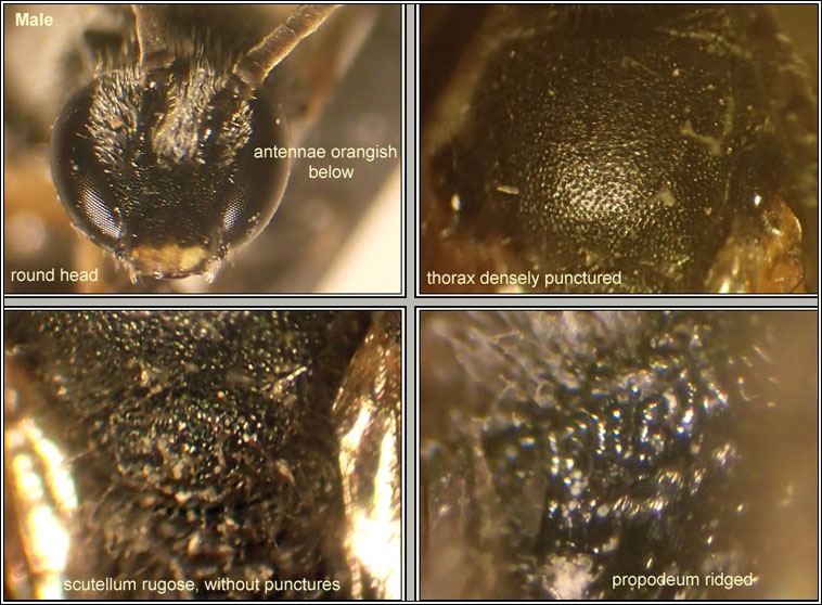 Lasioglossum fulvicorne, Lime-loving Furrow-bee