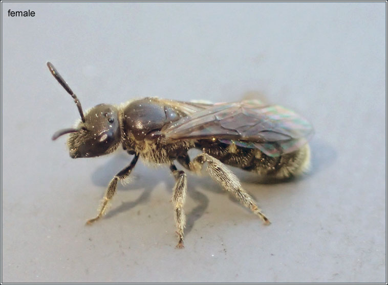 Lasioglossum fulvicorne, Lime-loving Furrow-bee